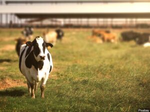 cow-1024x768-2