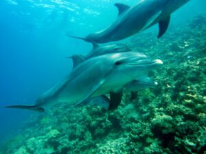 dolphins-378217_1920