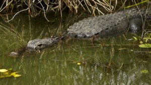 skynews-alligator-file-pic_5512157-1