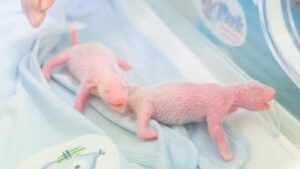 skynews-giant-panda-hong-kong_6658179