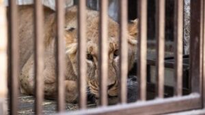 skynews-ukraine-lion-big-cat-sanctuary_6657913-1