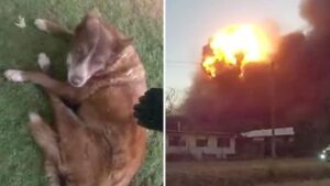 skynews-australia-queensland_6688174