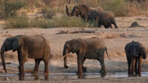 skynews-hwange-elephant_6689128-1