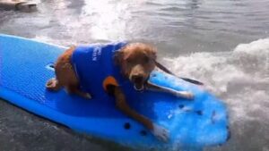 skynews-us-san-diego-dogs-surfing_6680467