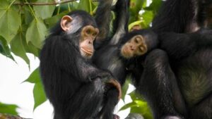 skynews-animals-chimpanzee_6324596-1