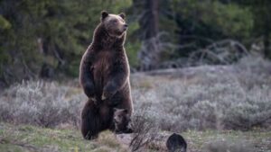 skynews-bear-grizzly_6737255-1