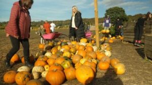 skynews-budget-pumpkins-derbyshire-lisa-dowd_6730231