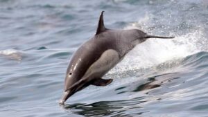 skynews-dolphin-long-beach_6739184-1