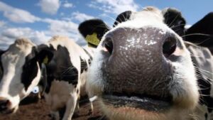 skynews-farm-cows-inheritance-tax_6745958-1