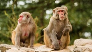 skynews-macaque-monkeys-monkey_6318188-1