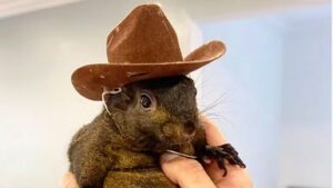 skynews-new-york-squirrel-peanut_6734983-1