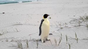 skynews-penguin-emperor-australia_6745584-1
