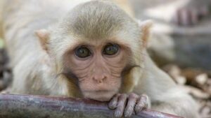 skynews-rhesus-macaque_6745597-1